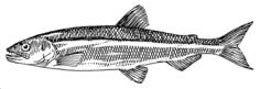 Smelt