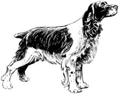 Spaniel breed