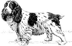 Black and white spaniel