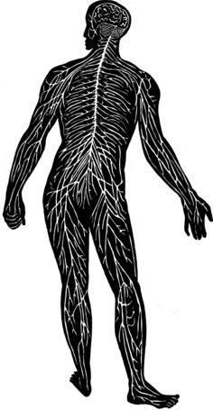 Nerve system