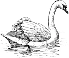 Swan image