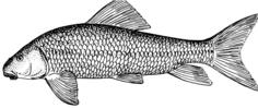 Sucker fish