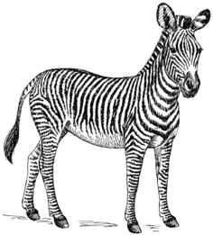 Zebra image