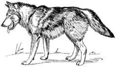 Wolf walking