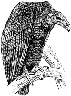 Vulture image
