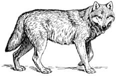 Wolf sketch