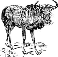 Gnu illustration