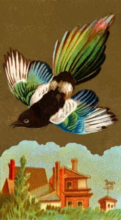 Magpie