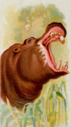 Hippopotamus