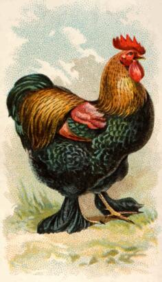 Partridge cochin cock