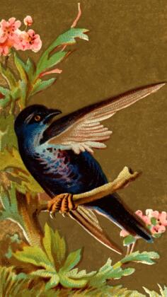 Blue bird standing