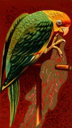 Parrot standing