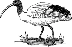 Ibis