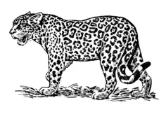 Jaguar image