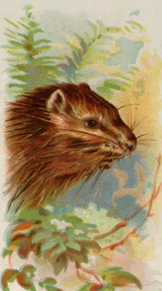 Porcupine image