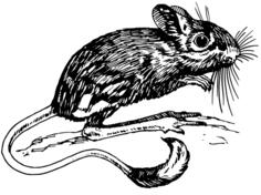Jerboa