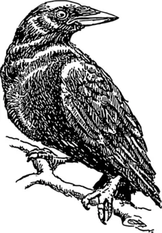 Crow illustration