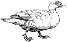 Muscovy duck