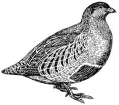 Partridge