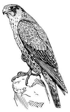 Peregrine falcon