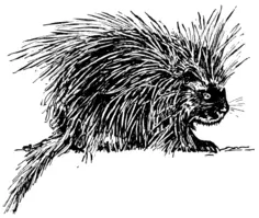 Porcupine