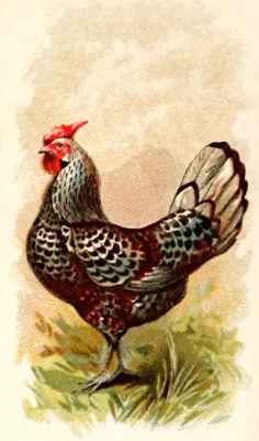 Silver-Spangled Hamburgh