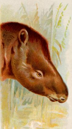 Tapir's head