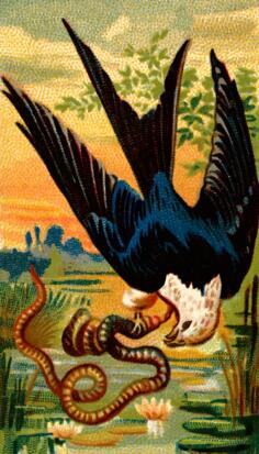 Hawk and snake
