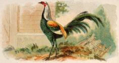 Duckwing Game Fowl