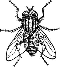 House fly