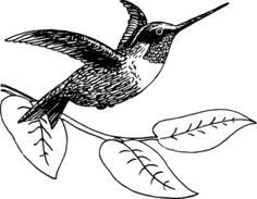 Hummingbird image