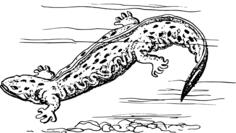 Hellbender