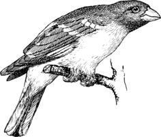 Grossbeak image
