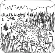 Toad image