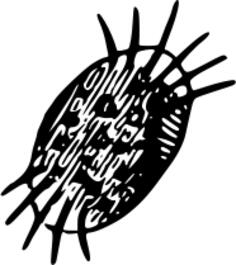 Microscopic organism