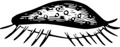 Black and white microscopic worm