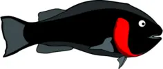 Black fish