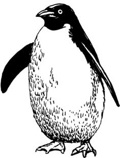 Penguin drawing