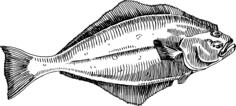 Halibut image