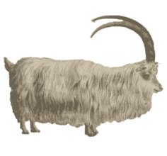 Mountain goat image