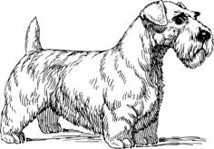 Sealyham