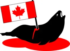 Stabbed Canadian seal