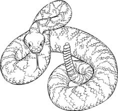 Western diamondback