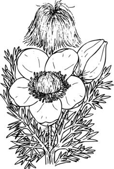 Western Pasque Flower