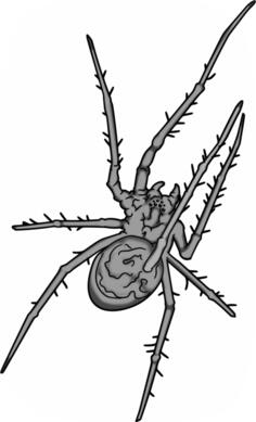 Grey spider