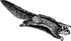 Flying squirrel