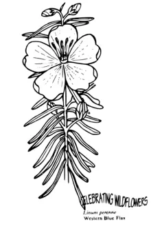 Linum perenne
