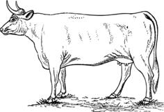 Cow illustration