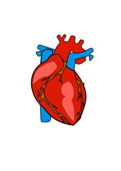 Red human heart