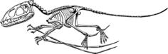 Pterodactyle's skeleton